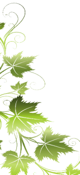 Efeu_Streifen3_1680x627
